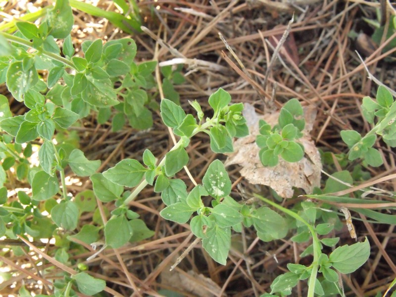 Calamintha nepeta